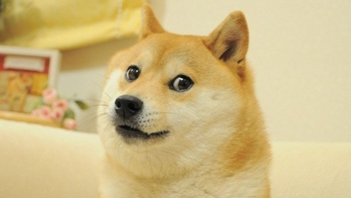 This Shiba Inu is definitely checking interest rates for Dogecoin